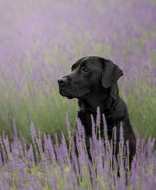 Illustration de l'article : 20 photos de chiens sublimées dans des champs de lavande