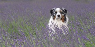 Illustration de l'article : 20 photos de chiens sublimées dans des champs de lavande