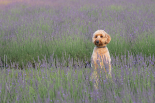 Illustration de l'article : 20 photos de chiens sublimées dans des champs de lavande