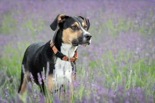 Illustration de l'article : 20 photos de chiens sublimées dans des champs de lavande