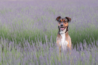 Illustration de l'article : 20 photos de chiens sublimées dans des champs de lavande