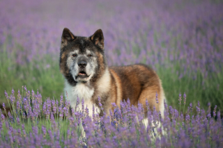 Illustration de l'article : 20 photos de chiens sublimées dans des champs de lavande