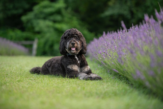 Illustration de l'article : 20 photos de chiens sublimées dans des champs de lavande