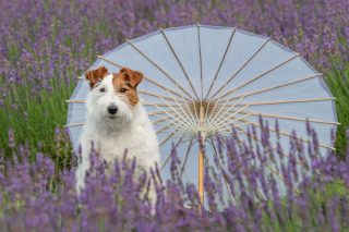 Illustration de l'article : 20 photos de chiens sublimées dans des champs de lavande