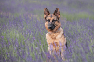 Illustration de l'article : 20 photos de chiens sublimées dans des champs de lavande