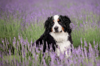 Illustration de l'article : 20 photos de chiens sublimées dans des champs de lavande