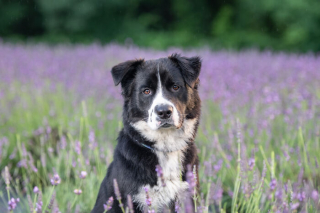 Illustration de l'article : 20 photos de chiens sublimées dans des champs de lavande