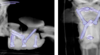 Illustration de l'article : Un chiot paralysé retrouve l’usage de ses membres grâce à des vis chirurgicales imprimées en 3D