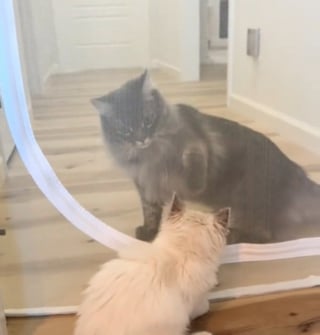 Illustration de l'article : Un chaton Ragdoll et son grand-frère font connaissance dans une vidéo tendre et touchante