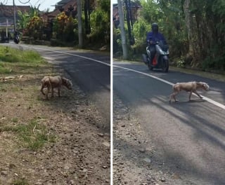 Illustration de l'article : 15 photos montrant la surprenante métamorphose de Bobby, le chien sauvé de la rue