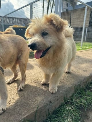 Illustration de l'article : 15 photos montrant la surprenante métamorphose de Bobby, le chien sauvé de la rue