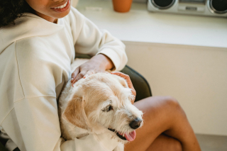 Illustration de l'article : La bataille juridique entre une homme une femme qui revendiquent être propriétaire du même chien