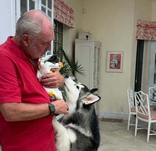 Illustration de l'article : Reconnaissant, cet ancien Husky de refuge prend 2 chatons sous son aile avec bienveillance