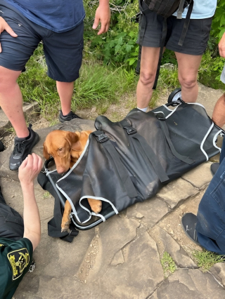 Illustration de l'article : Plusieurs personnes se relaient pour sauver un chien mordu par un serpent venimeux lors d'une randonnée en montagne