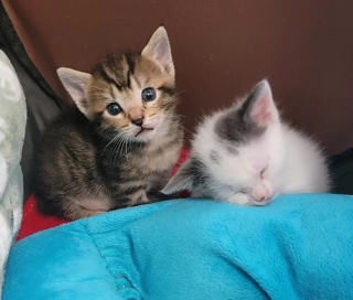 Illustration de l'article : Des sauveteurs redonnent espoir à une chatte méfiante après la perte de ses petits