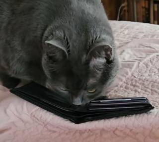 Illustration de l'article : En reconnaissant le portefeuille de son défunt maître, cette chatte le renifle intensément et s'assoit dessus (vidéo)