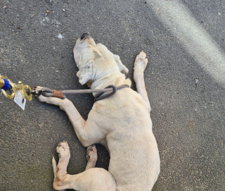 Illustration de l'article : Un chien maigre et isolé dans un cagibi sauvé grâce à la vigilance des voisins