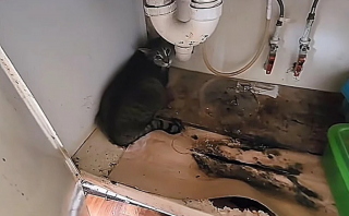 Illustration de l'article : Un chat abandonné par sa famille se cache sous l'évier de la cuisine à l'arrivée de ceux qui vont lui offrir une nouvelle vie