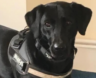 Illustration de l'article : Sybil, considéré comme l’un des meilleurs chiens policiers, prend sa retraite sous les éloges de ses collègues