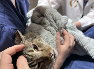 Illustration de l'article : Intrigués par la présence d’une chatte dans une épicerie fermée, des passants enquêtent et découvrent qu'elle était enfermée