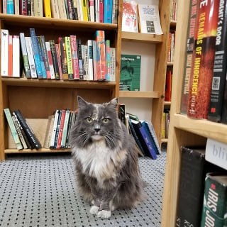 Illustration de l'article : Dans cette librairie, ce sont les chats qui dirigent l’établissement depuis près de 40 ans (vidéo)