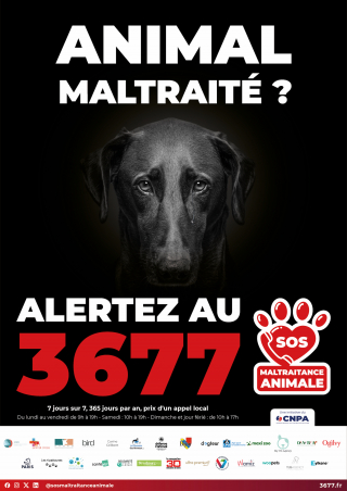 Illustration de l'article : 3677, le numéro de téléphone qui peut sauver un animal maltraité