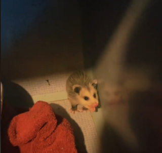 Illustration de l'article : La gentillesse émouvante d'un chat qui décide d'héberger un opossum dans son box au refuge (vidéo)