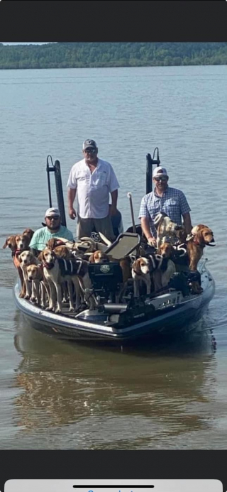 Illustration de l'article : Partis pêcher sur un lac, ils découvrent 38 chiens de chasse perdus au milieu de l’eau et décident de les embarquer sur leur bateau