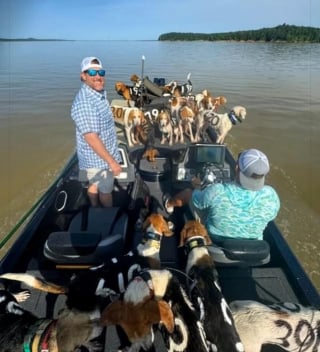 Illustration de l'article : Partis pêcher sur un lac, ils découvrent 38 chiens de chasse perdus au milieu de l’eau et décident de les embarquer sur leur bateau