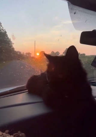 Illustration of the article: A stray cat infiltrates an RV and the driver decides he wants to share all his adventures from now on (video)