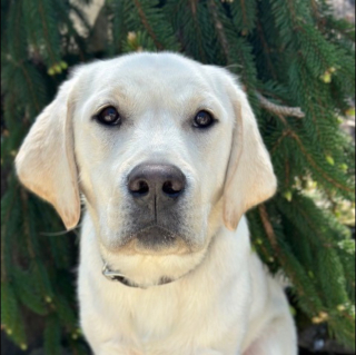 Illustration de l'article : La visite très attendue d'un chien de thérapie au centre pour sans-abris leur redonne le moral et les aide à oublier la canicule