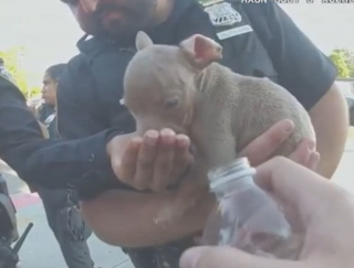 Illustration de l'article : Destinés à être revendus illégalement dans la rue, 6 chiots enfermés dans un sac sont sauvés in extremis par des policiers vigilants (vidéo)