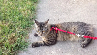 Illustration de l'article : 8 photos de chats qui ont décidé que la promenade était finie