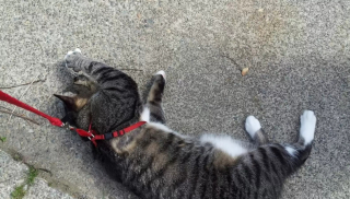 Illustration de l'article : 8 photos de chats qui ont décidé que la promenade était finie