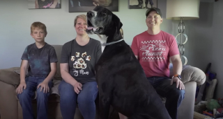 Illustration de l'article : Le Livre Guinness des records annonce le décès de Kevin, le plus grand chien du monde