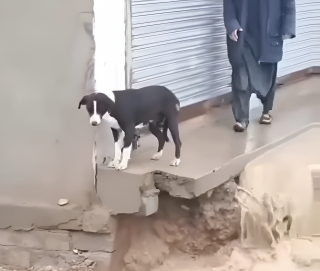 Illustration de l'article : Un homme héroïque sauve un chien piégé par des inondations sur une dalle instable (vidéo)