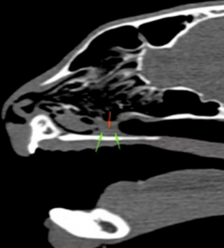 Illustration de l'article : Un chat éternue sans arrêt, la radiographie révèle un corps étranger dans son museau