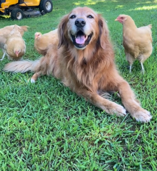 Illustration de l'article : Ce chien amoureux de tous les animaux de la ferme mène un quotidien digne d’un  « film de Disney » 