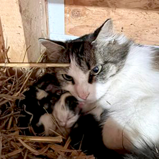 Illustration de l'article : En sortant ramasser des œufs, une fermière découvre que sa poule protège des chatons nouveau-nés (vidéo)