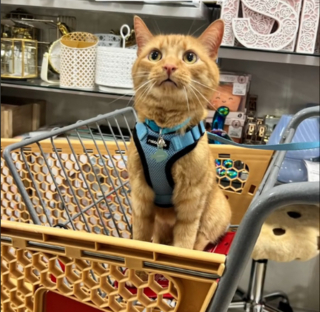 Illustration de l'article : L'adorable réaction d'un chat qui trouve le panier de ses rêves alors qu'il accompagne sa maîtresse en shopping (vidéo)