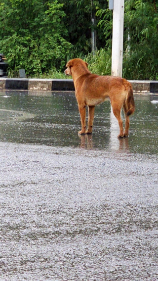 Illustration de l'article : Les retrouvailles émouvantes entre chien perdu sous la pluie et son propriétaire