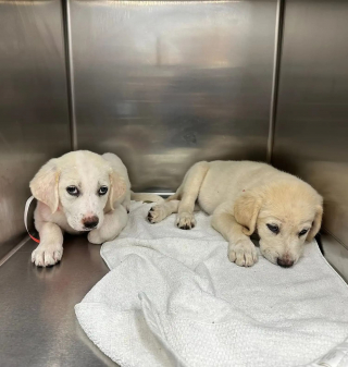 Illustration de l'article : Un automobiliste vole au secours de 2 chiots accrochés aux débris d'un ruisseau où on les a jetés