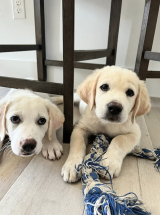 Illustration de l'article : Un automobiliste vole au secours de 2 chiots accrochés aux débris d'un ruisseau où on les a jetés