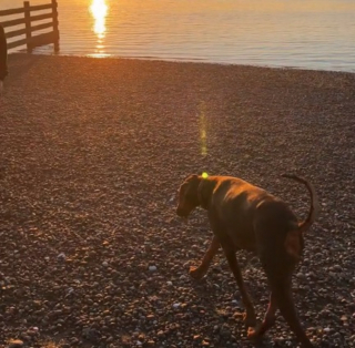 Illustration de l'article : Une chienne vivant ses derniers jours se voit offrir une ultime virée à la plage et dans son parc préféré (vidéo)