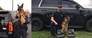 Illustration de l'article : Un an après la disparition d'un chien policier au parcours héroïque, sa ville lui rend hommage en lui dédiant un parc canin
