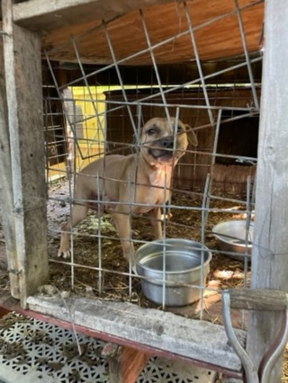 Illustration de l'article : 4 chiens négligés et forcés à se battre sauvés grâce à un témoignage anonyme