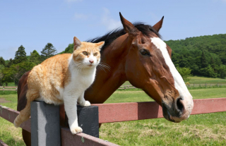 Illustration de l'article : Sorti de nulle part, ce chat errant s’est lié d’amitié avec les chevaux d’un ranch