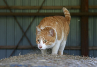 Illustration de l'article : Sorti de nulle part, ce chat errant s’est lié d’amitié avec les chevaux d’un ranch