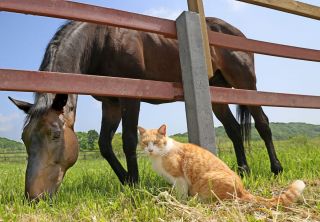 Illustration de l'article : Sorti de nulle part, ce chat errant s’est lié d’amitié avec les chevaux d’un ranch