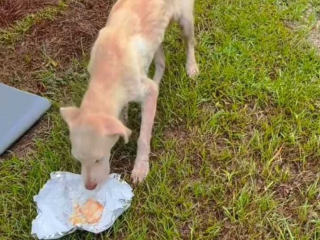 Illustration de l'article : Abandonné à 2 reprises, ce chien suit son instinct et choisit lui-même sa maison 